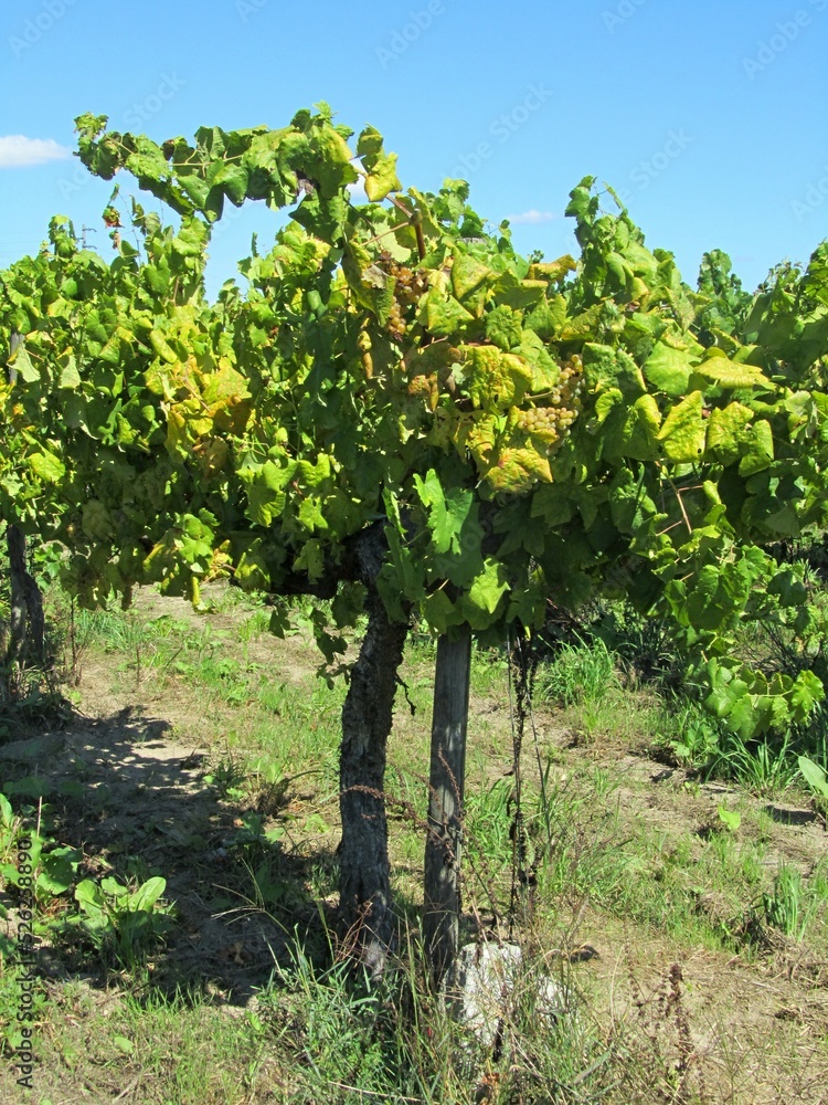 Traditional winegrowing in northern Portugal
