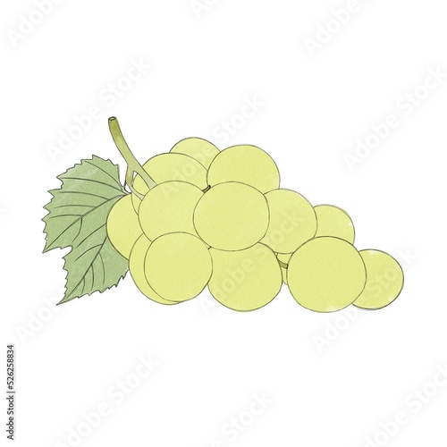Branch of green ripe grapes- watercolor freehand drawing. Bunch of sweet grapes