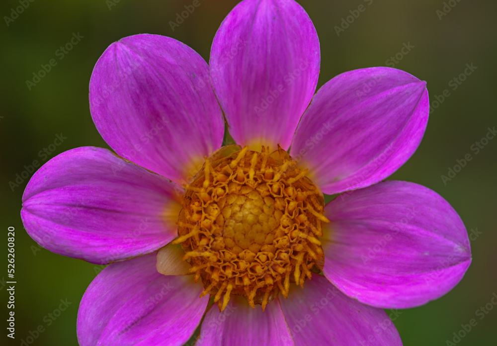 angiosperms, asteraceae, asterales, asterids, asteroideae, beautiful, belgium, bloom, blooming, blossom, botanic, botanical, botany, bushy, color, colorful, compositae, coreopsideae, dahlia, dahlia fl angiosperms, asteraceae, asterales, asterids, asteroideae, beautiful, belgium, bloom, blooming, blossom, botanic, botanical, botany, bushy, color, colorful, compositae, coreopsideae, dahlia, dahlia fl