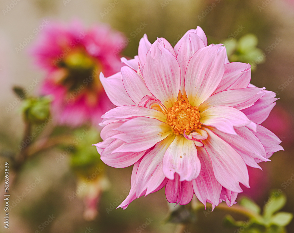 Beautiful close-up of a pink dahlia flower Beautiful close-up of a pink dahlia flower