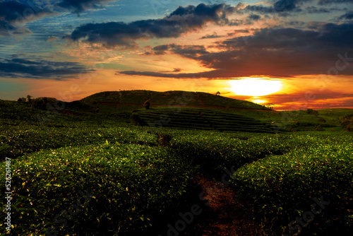 Beautiful sunset in tea plantation.
