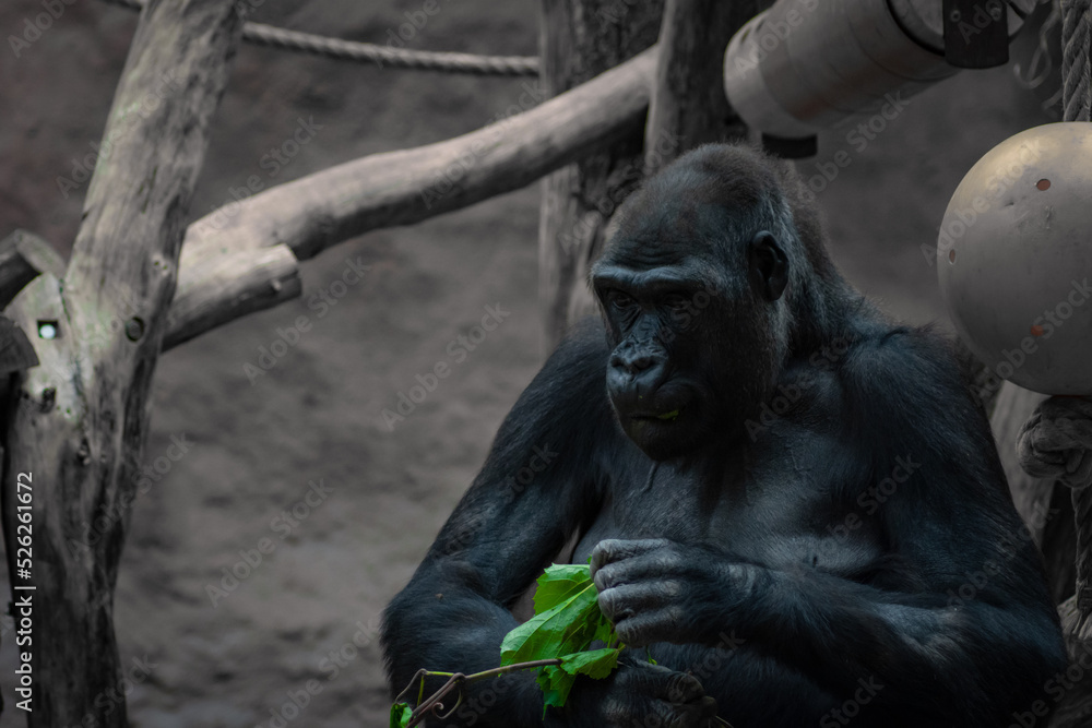 Eating Gorilla Eating Gorilla