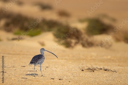 View of a Eurasian curlew perching on the soil under the sunlight photo