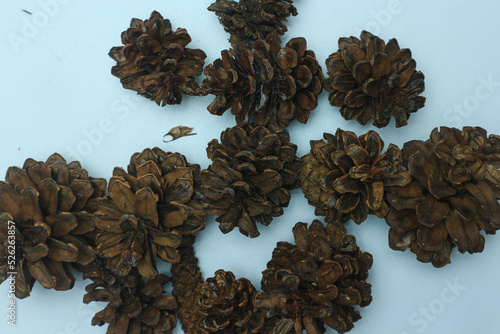 Bunch of cones various coniferous trees isolated on white