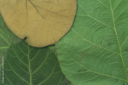 green and dry brown teak leaves texture