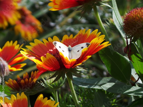 Un petit papillon blanc sur une fleur gaillarde photo