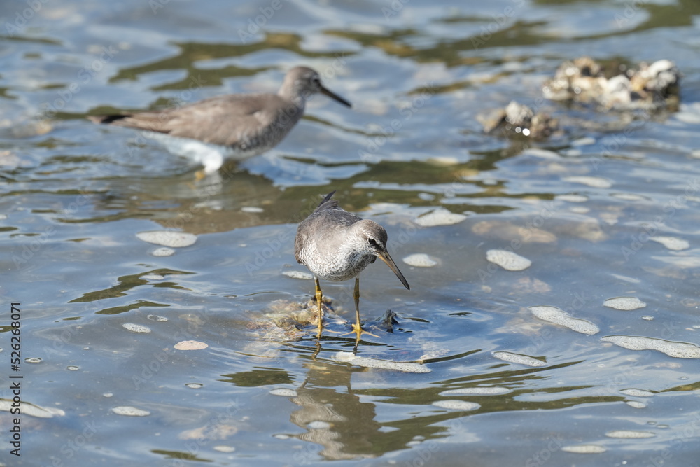 grey tailed tattler in a seashore grey tailed tattler in a seashore