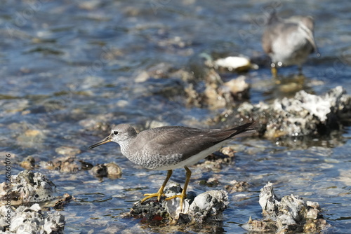 grey tailed tattler in a seashore