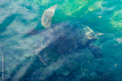 Photography turtle swimming