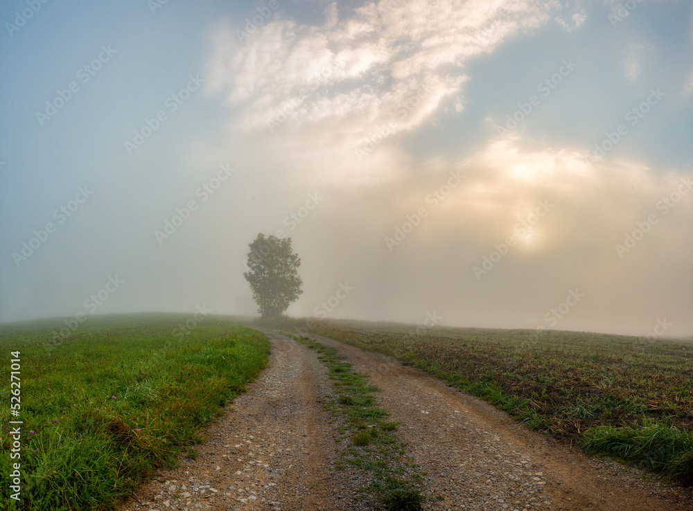 landscape in fog - mystical foggy autumnal day landscape in fog - mystical foggy autumnal day