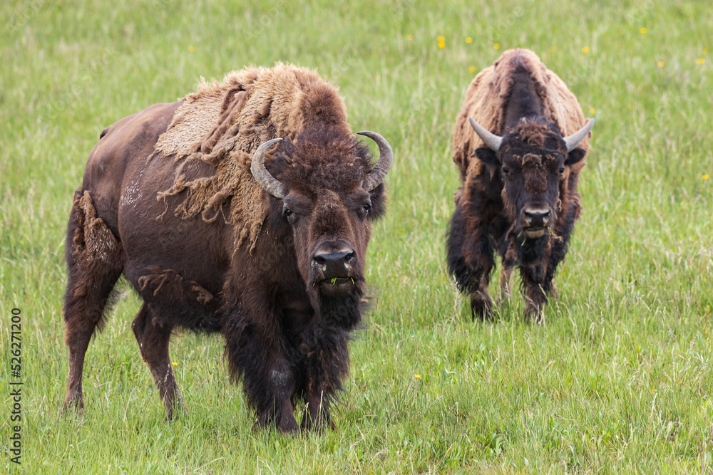 Frontal view of two American bisons at Yellowstone National Park, Wyoming, USA Frontal view of two American bisons at Yellowstone National Park, Wyoming, USA