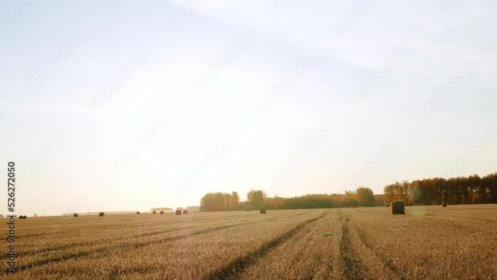 Rolls haystacks straw on field, harvesting wheat. Rural field with bales of hay. Landscape Rolls haystacks straw on field, harvesting wheat. Rural field with bales of hay. Landscape
