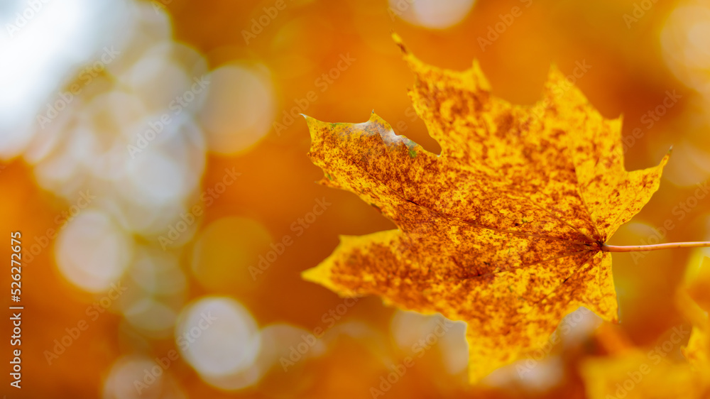 Yellow maple leaves on the branches. Autumn nature background with maple tree leaves. Copy space Yellow maple leaves on the branches. Autumn nature background with maple tree leaves. Copy space