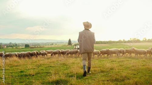 Wallpaper Mural Back view on Caucasian male farmer in hat walking in meadow while flock of sheep grazing. Outside. Herd of lambs feeding at field. Rear of man shepherd strolling at grassland at animals farm. Torontodigital.ca
