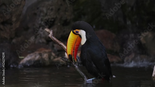 Toucan in the zoo