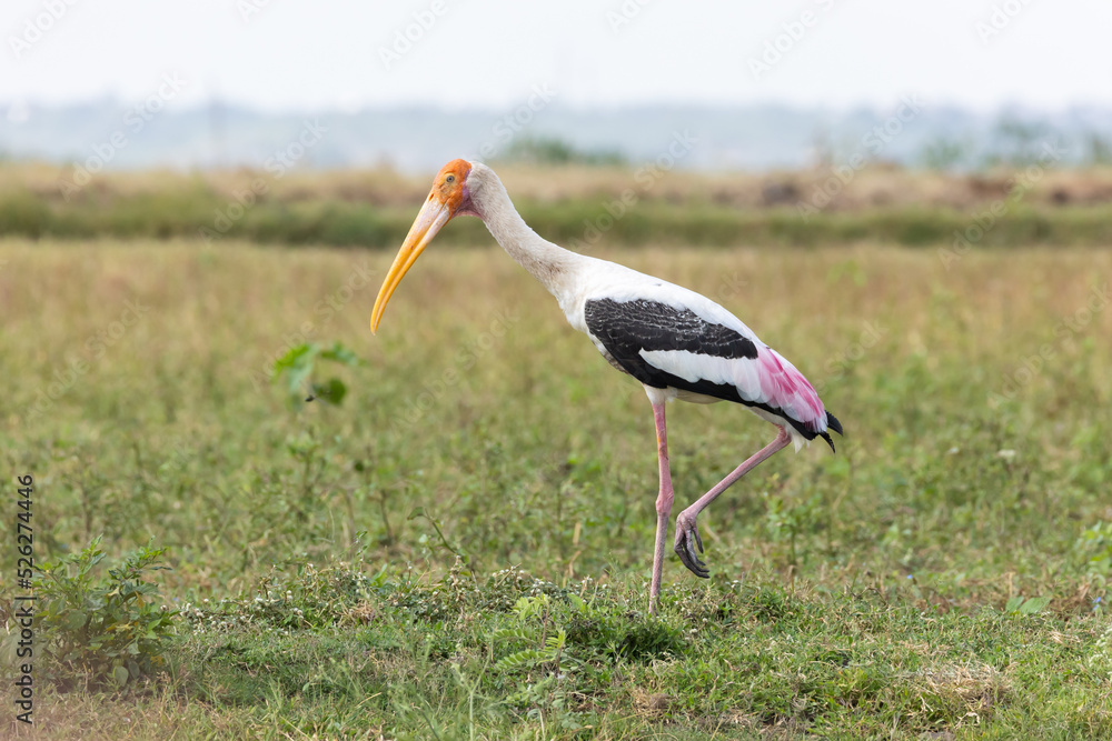 Painted Stork in grassland