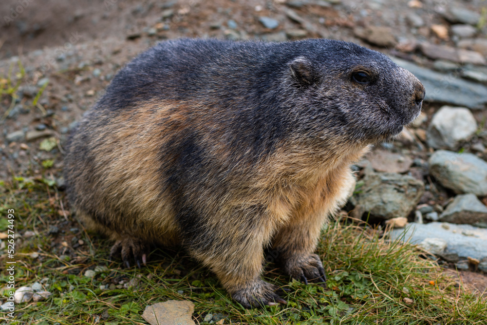 Naklejka premium Cute Groundhog photographed from the side. Blurred background. Groundhog with fluffy fur sitting on a meadow. View of the landscape. Groundhog Day. Photographed on Grossglockner.