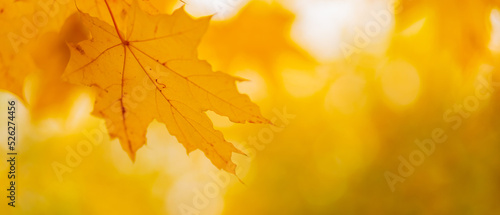 Golden autumn leaves  close up. Autumnal foliage background