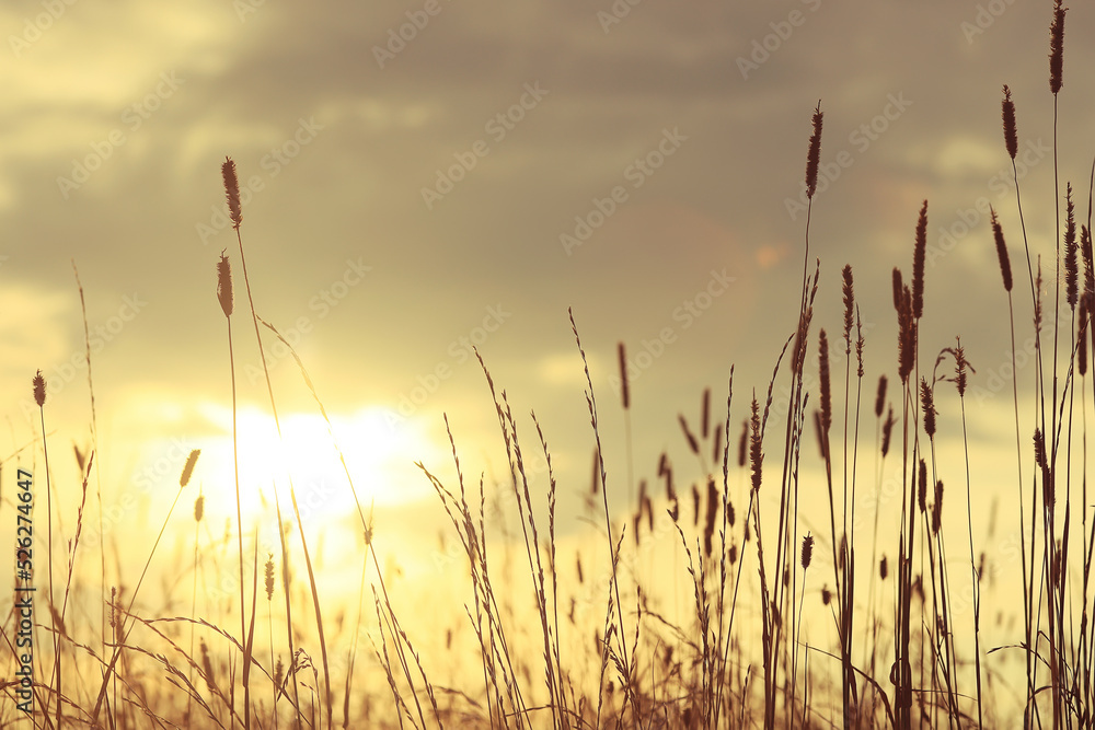 crisis harvesting grain spikelets sun sunset background crisis harvesting grain spikelets sun sunset background