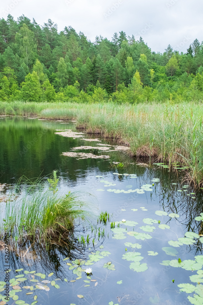 Obraz premium Botanischer Naturlehrpfad bei Paluse im Bezirk Ignalina Litauen Lietuva