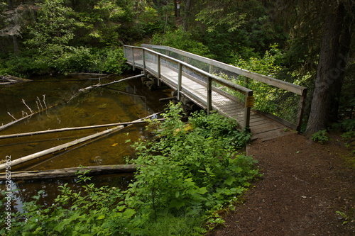 Wooden footbridge on hiking trail in Berman Lake Regional Park in British Columbia,Canada,North America
 photo