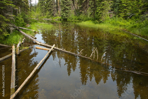Fototapeta Naklejka Na Ścianę i Meble -  Driftwood in a lake in Berman Lake Regional Park in British Columbia,Canada,North America
