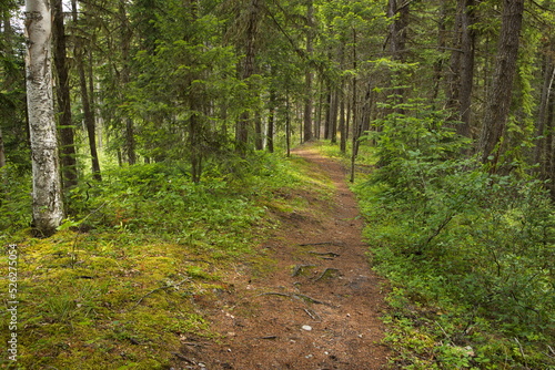 Hiking trail in Berman Lake Regional Park in British Columbia,Canada,North America 