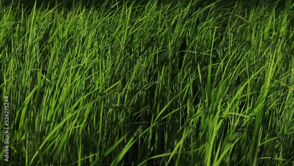 Lush rice crop swaying in the breeze then suddenly stops during the planting season in Cambodia Lush rice crop swaying in the breeze then suddenly stops during the planting season in Cambodia
