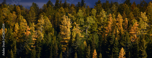 dense withered spruce forest ecology climate destroyed
