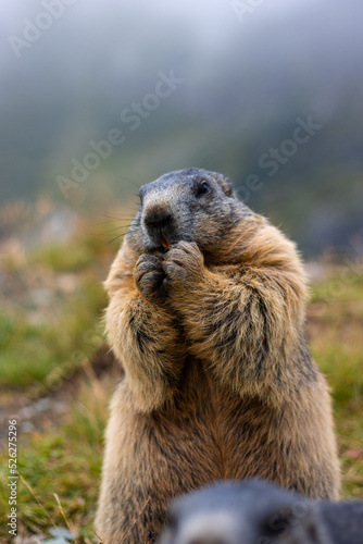 Cute Groundhog eating his carrots while standing on his hind legs. Blurred background. Groundhog with fluffy fur sitting on a meadow. View of the landscape. Photographed on Grossglockner. close up © Jan Ptáček