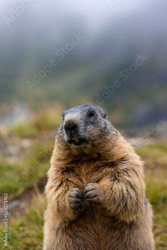 Cute Groundhog  standing on his hind legs with his mouth open. Blurred background. Groundhog with fluffy fur sitting on a meadow. View of the landscape. Photographed on Grossglockner. close up