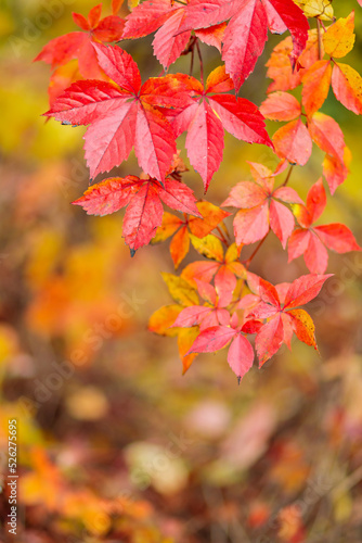 Red autumn leaves of Parthenoc ssus quinquefolia Virginia creeper . Red ivy leaves in autumn. Copy space