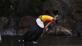 Toucan in the zoo