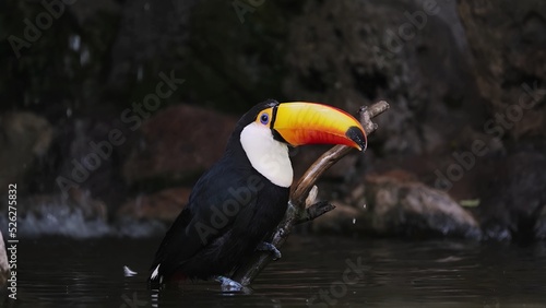 Toucan in the zoo