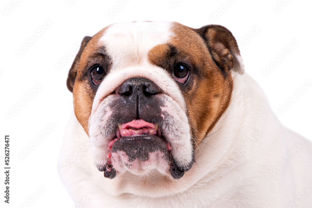 the portrait of happy English Bulldog Dog