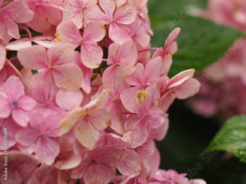 hydrangea