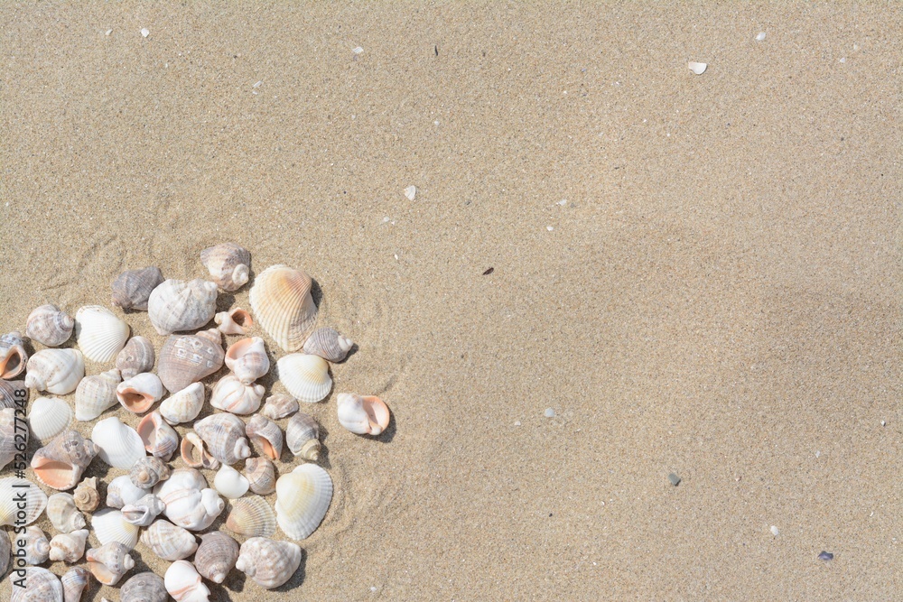 Many beautiful sea shells on sandy beach, flat lay. Space for text Many beautiful sea shells on sandy beach, flat lay. Space for text