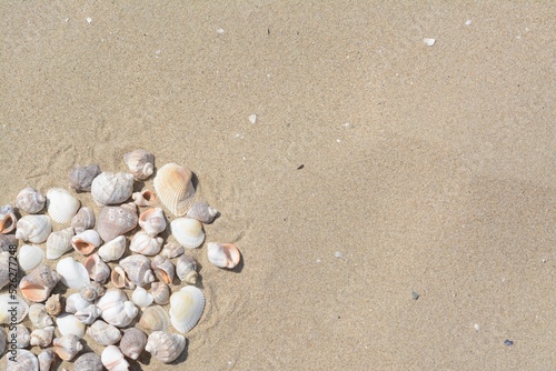 Many beautiful sea shells on sandy beach, flat lay. Space for text