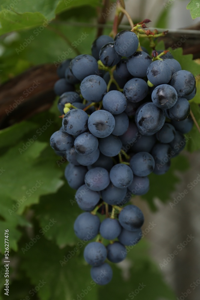 Ripe juicy grapes on branch growing against blurred background, closeup Ripe juicy grapes on branch growing against blurred background, closeup
