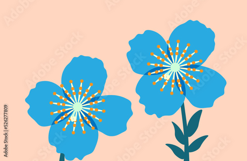 Himalayan blue poppy flowers. photo