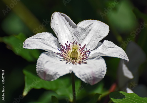 Bilde på lerret white flower in the garden, klematis