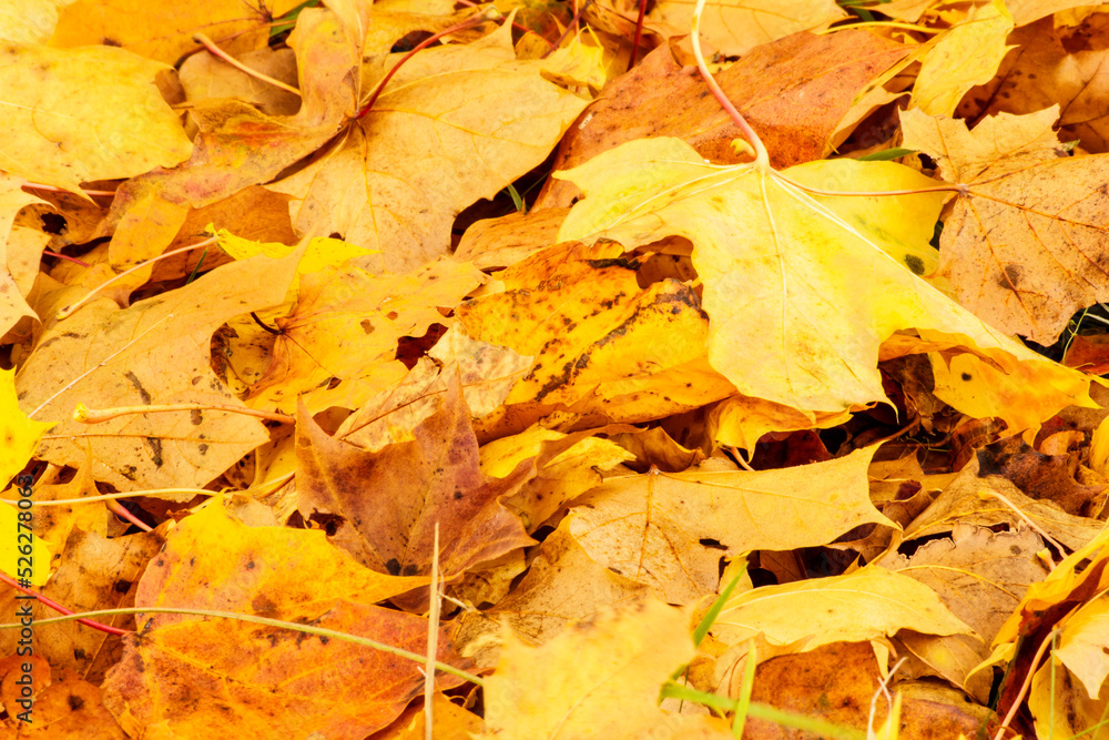 Autumn leaves background.
Autumn leaves background.