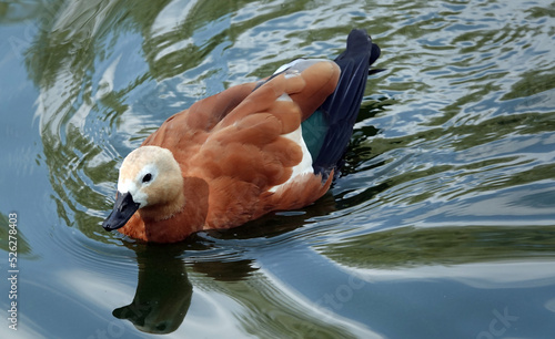 Obraz na płótnie Bird Ogar