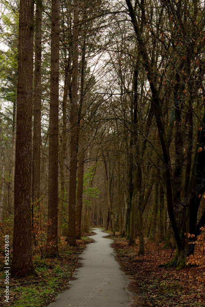 Obraz premium Path through the woods during a misty and rainy day. Beautiful landscape with large trees enclosing path.