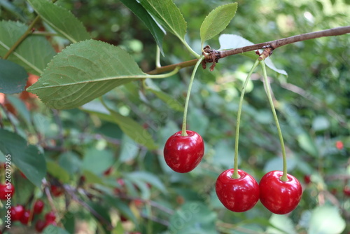 Three ripe cherries on a tree branch, close-up