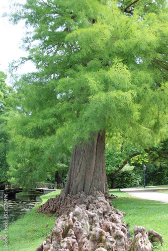 Swamp cypress, Taxodium distichum | Cypress knees