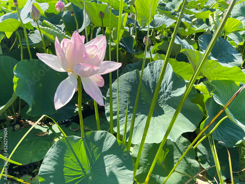 Komarov lotus flower on Karasinoe Lake near Artemovskaya  Primorsky Krai, Russia photo