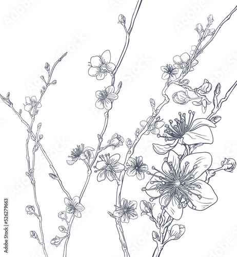 Cherry Blossom Peach Flower...