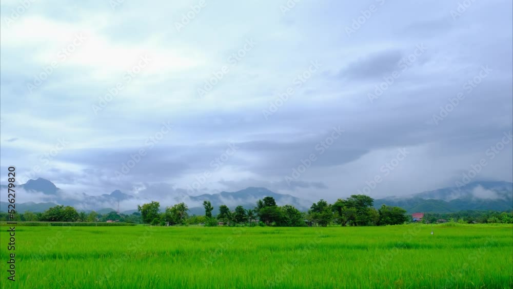 beautiful mountain and rice field in rain season beautiful mountain and rice field in rain season