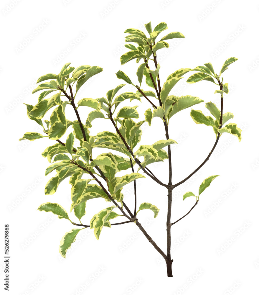 Naklejka premium Green and yellow leaves on twig of pittosporum isolated